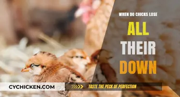 When Do Chicks Shed Their Down: A Feather Transformation Timeline