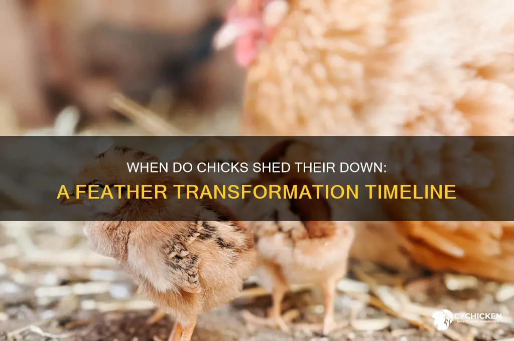 when do chicks lose all their down