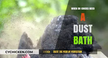 When Do Chicks Need a Dust Bath: Essential Care Tips