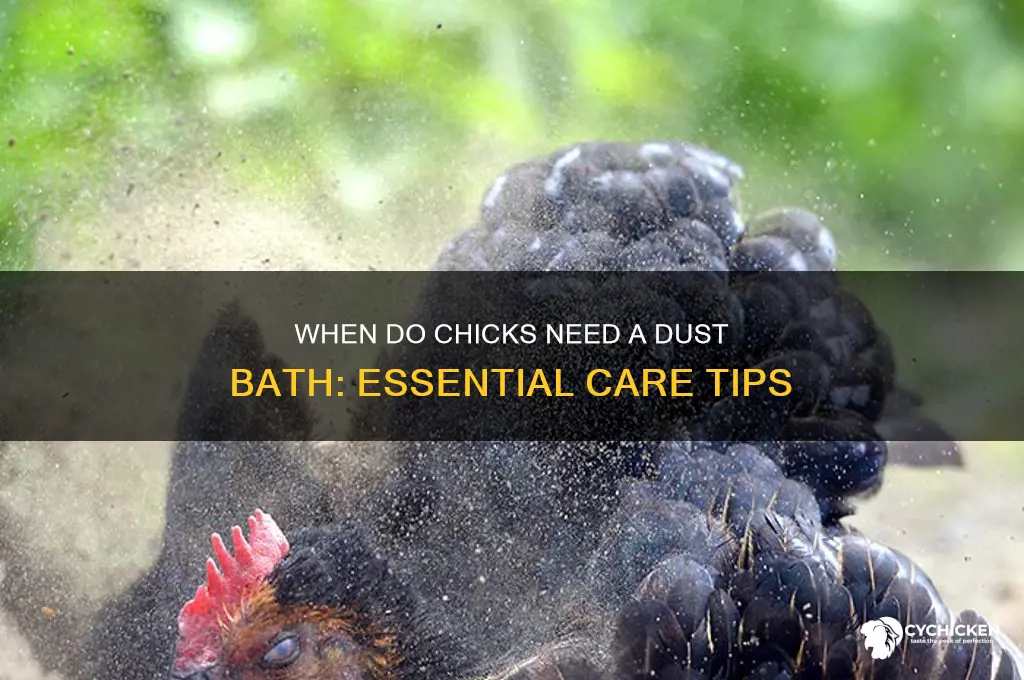 when do chicks need a dust bath