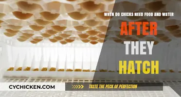 Chicks' First Meals: Food and Water Post-Hatch