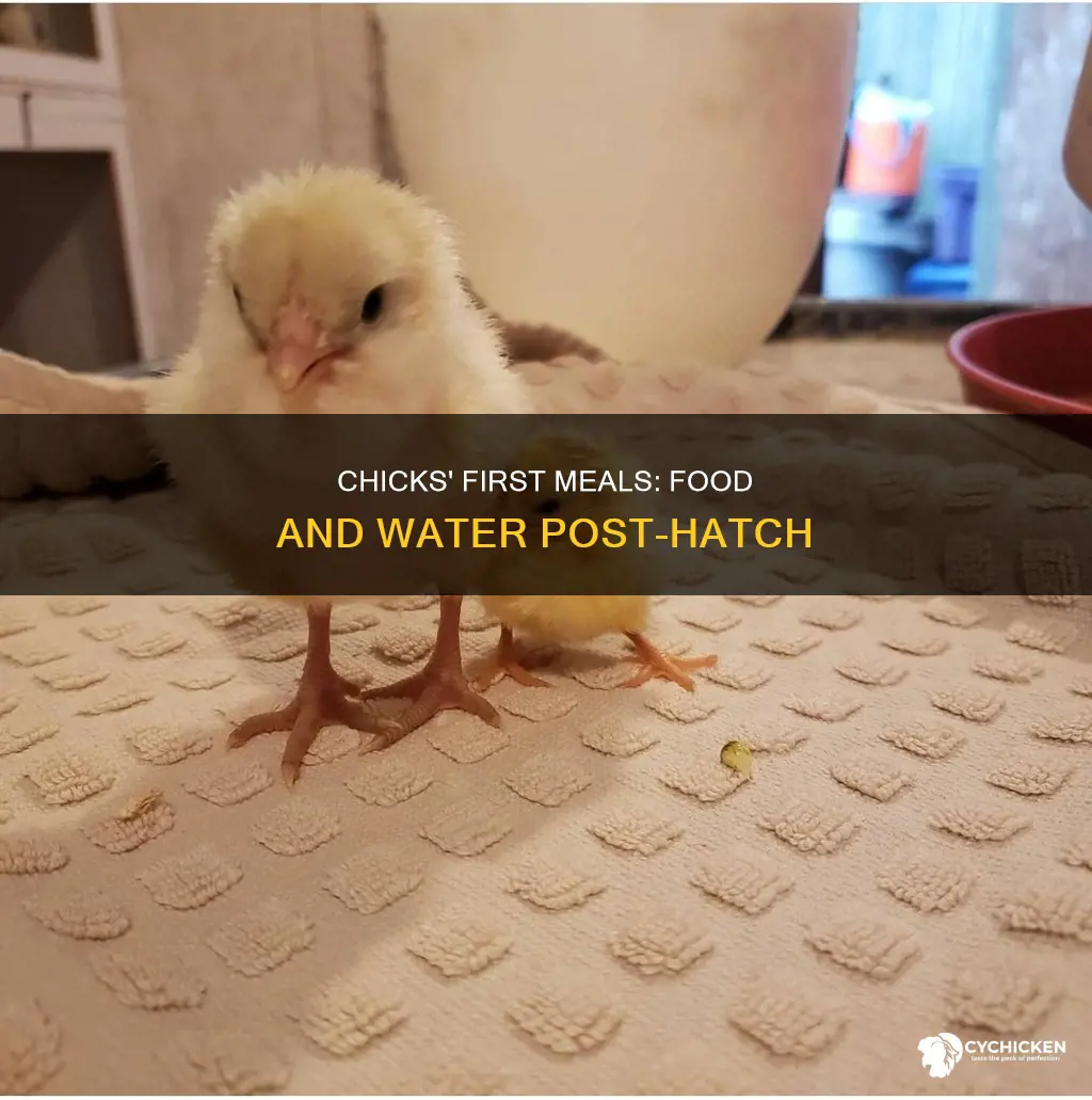 when do chicks need food and water after they hatch