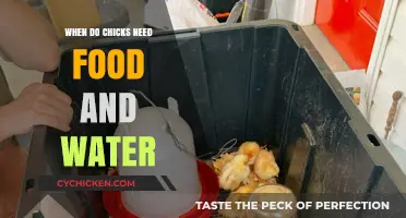 Essential Chick Care: When to Provide Food and Water for Hatchlings
