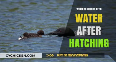 Essential Hydration: When Do Chicks Need Water After Hatching?