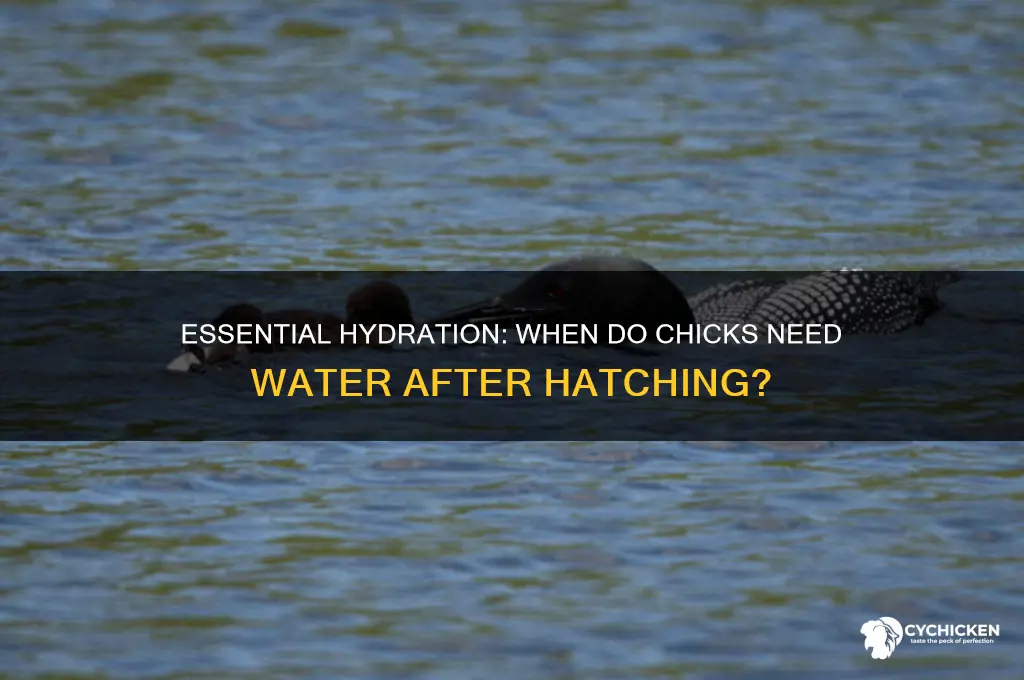 when do chicks need water after hatching