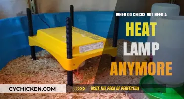 Chicks and Heat Lamps: When to Turn Off the Heat
