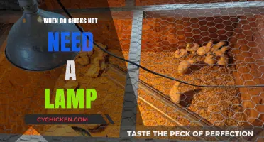 When Chicks Outgrow Heat Lamps: Signs and Safe Transition Tips