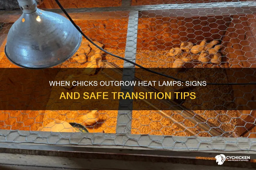 when do chicks not need a lamp