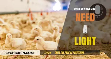 When Can Chicks Thrive Without Constant Light? A Guide