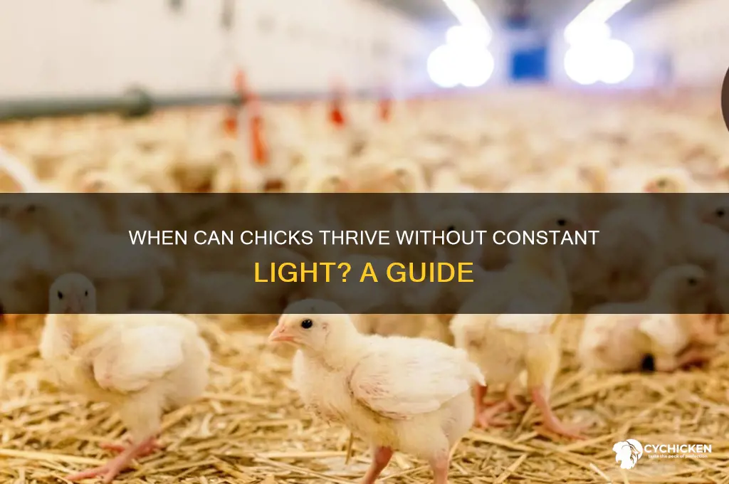 when do chicks not need a light