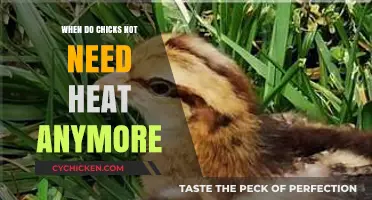 When Can Chicks Thrive Without Heat? A Guide for Growers