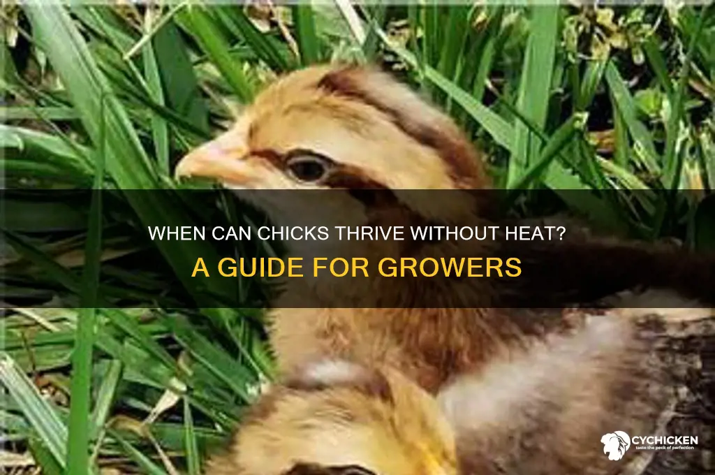 when do chicks not need heat anymore