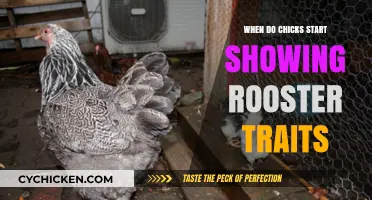 Identifying Rooster Traits in Chicks: Early Signs and Development