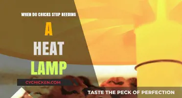 When Do Chicks Outgrow Heat Lamps? A Complete Guide