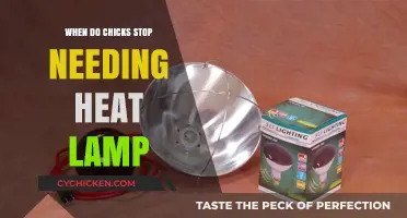When Do Chicks Outgrow Heat Lamps: A Complete Guide