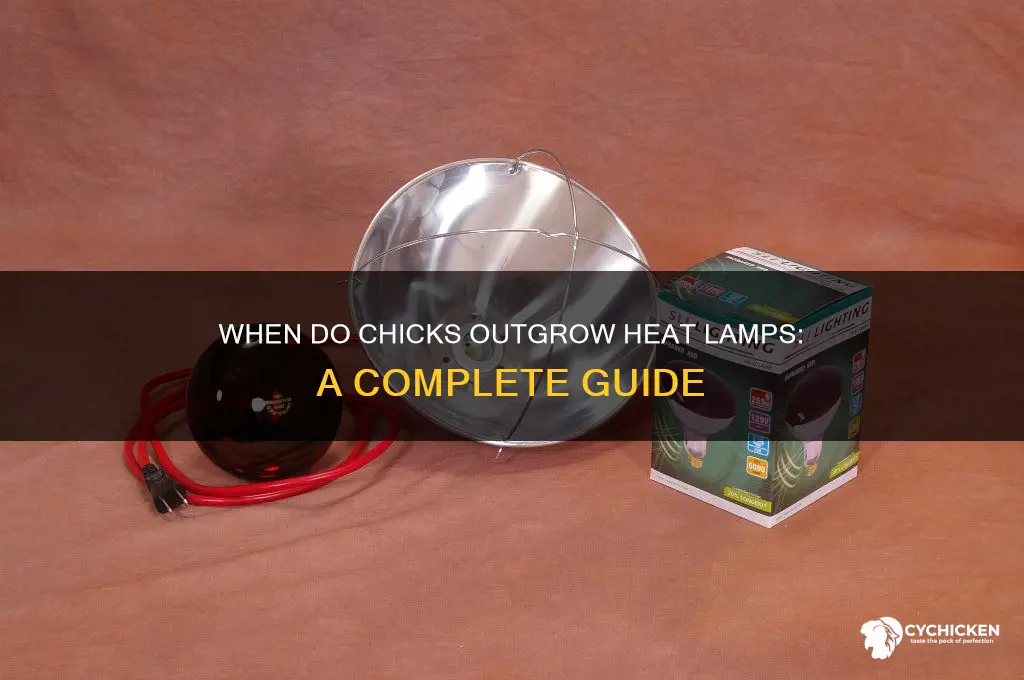 when do chicks stop needing heat lamp