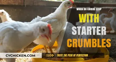 Transitioning Chicks: When to Switch from Starter Crumbles to Grower Feed