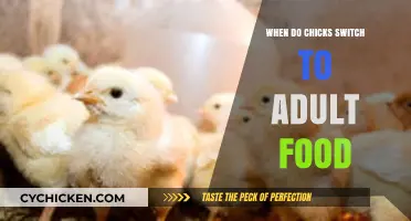 Transitioning Chicks to Adult Food: Timing and Tips for Success