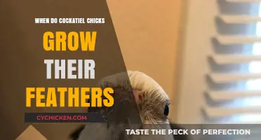 Cockatiel Chick Feather Growth: Timeline and Development Explained
