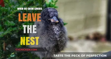 When Do Crow Chicks Fledge: Leaving the Nest Timeline Explained