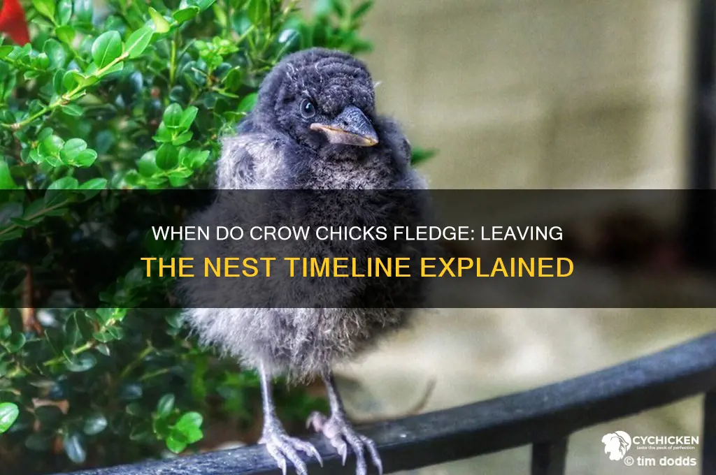 when do crow chicks leave the nest