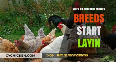 When Do Different Chicken Breeds Begin Laying Eggs?