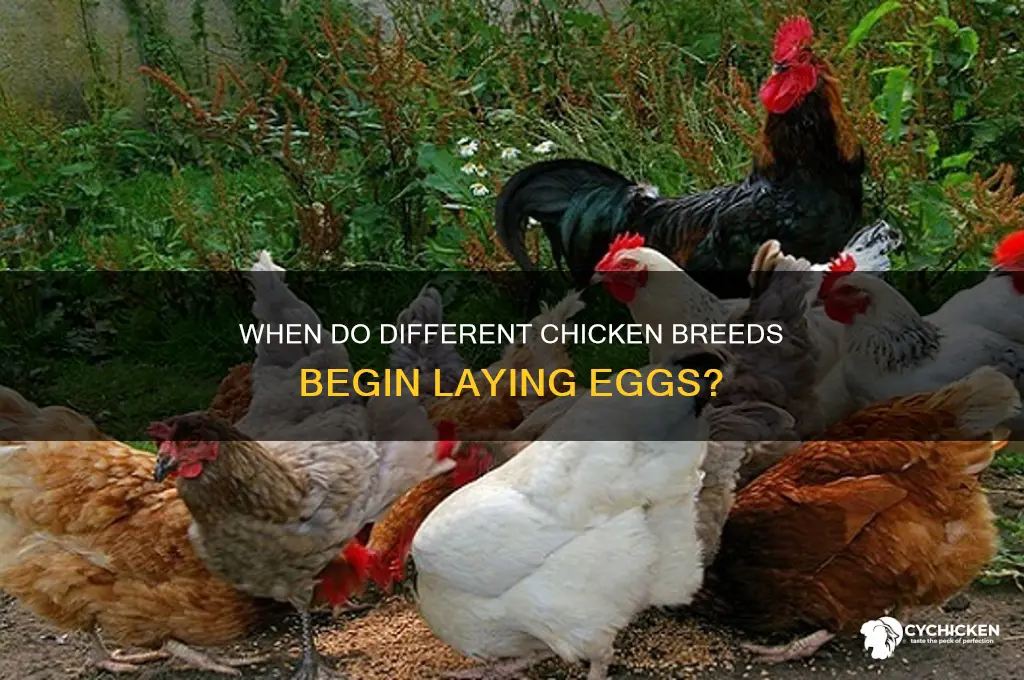 when do different chicken breeds start layin