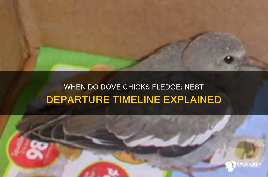 when do dove chicks leave the nest