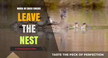 When Do Ducklings Fledge? Understanding Nest Departure in Duck Chicks
