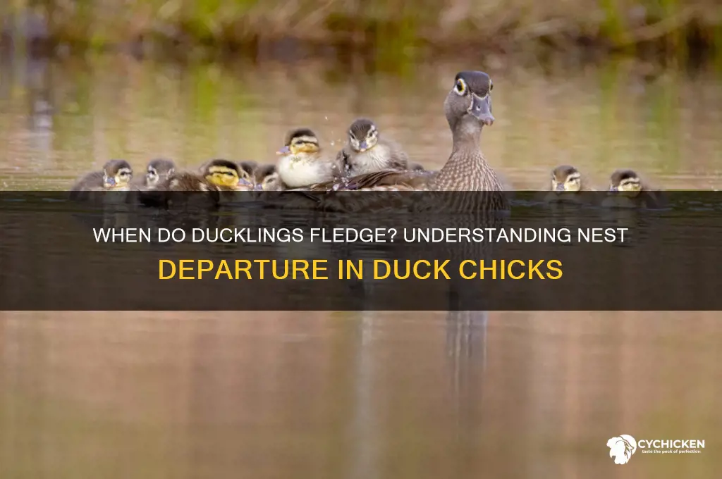 when do duck chicks leave the nest