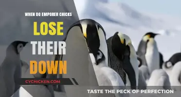 When Do Emperor Penguin Chicks Shed Their Down Feathers?