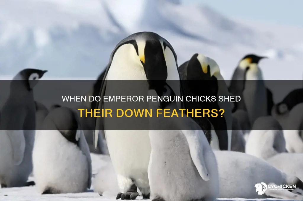 when do emporer chicks lose their down