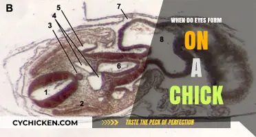 When Do Chick Eyes Develop: A Fascinating Embryonic Journey