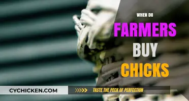 Optimal Timing for Farmers to Purchase Chicks: A Seasonal Guide