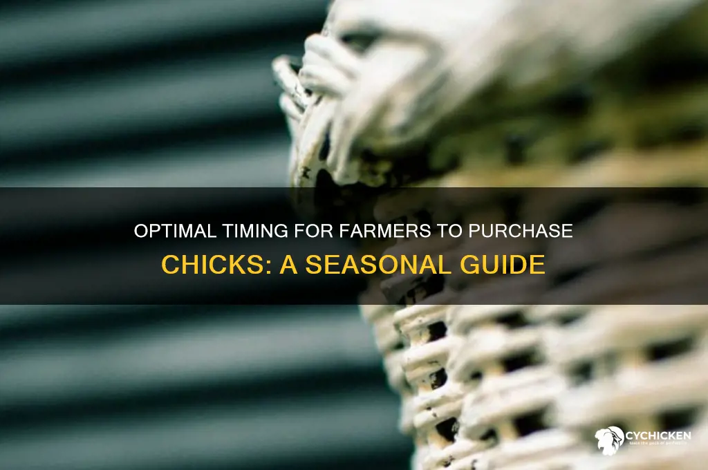 when do farmers buy chicks