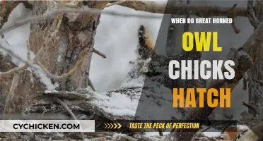 Great Horned Owl Chick Hatching Season: Timing and Insights