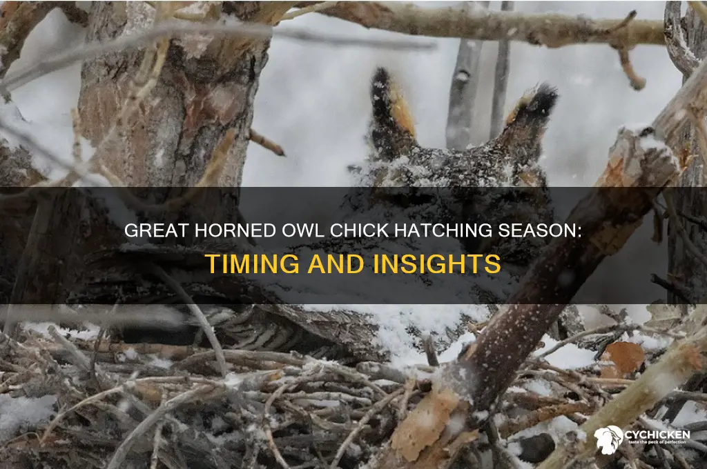 when do great horned owl chicks hatch