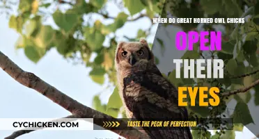 Great Horned Owl Chicks: When Do They Open Their Eyes?