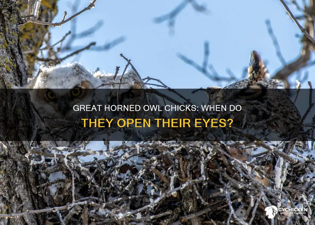 when do great horned owl chicks open their eyes