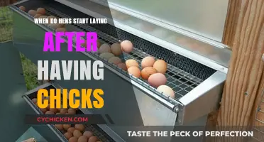 When Do Hens Resume Egg Laying Post-Brooding Chicks?