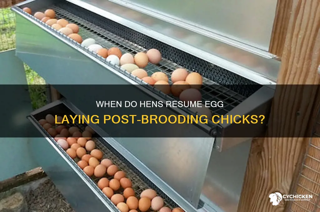 when do hens start laying after having chicks