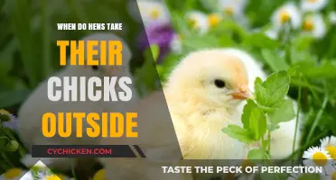 When Do Hens Introduce Chicks to the Outdoors: A Guide