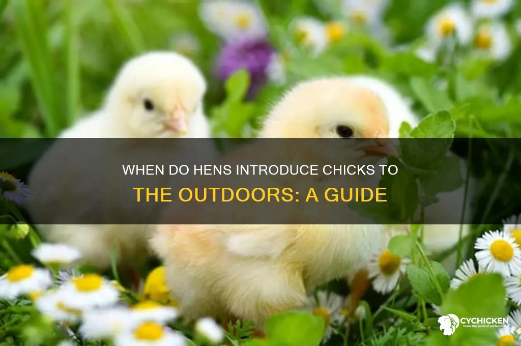 when do hens take their chicks outside