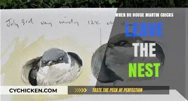 House Martin Chicks' Nest Departure: Timing and Fledgling Journey