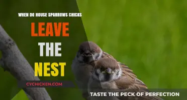 House Sparrows' Nest Departure: When Do Chicks Fledge?