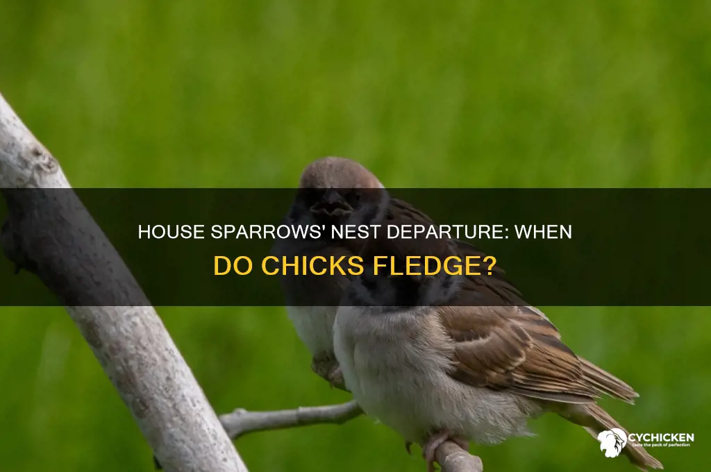 when do house sparrows chicks leave the nest