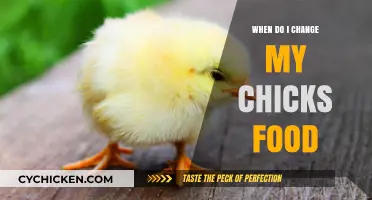 When to Transition Your Chicks' Feed: A Complete Guide