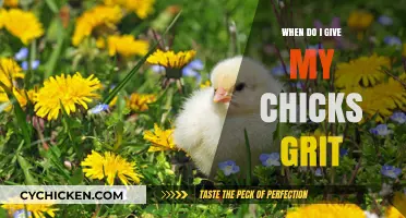 When to Introduce Grit to Your Chicks: A Complete Guide