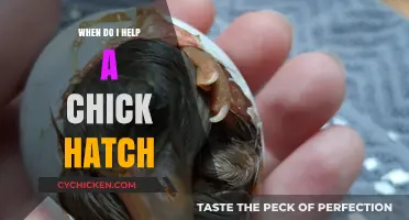 When to Assist a Chick Hatching: A Guide for Bird Enthusiasts