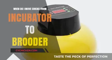 Moving Chicks: Incubator to Brooder Transition Time
